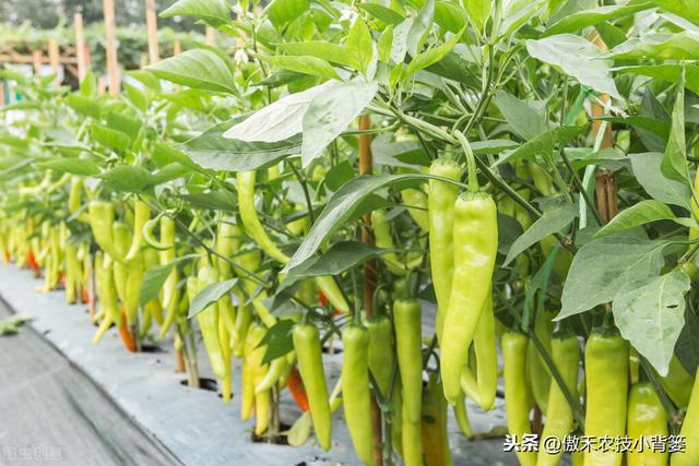 辣椒种植管理有诀窍，学会这7个管理方法能增产