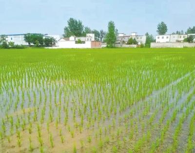 水稻稳定种植面积730万亩，年总产量75亿斤 信阳是袁老心中杂交稻种植第一市