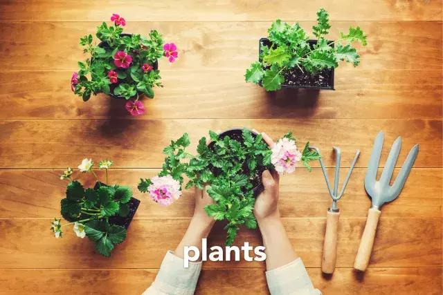 「别弄混了」英文“种植”是plant还是grow？