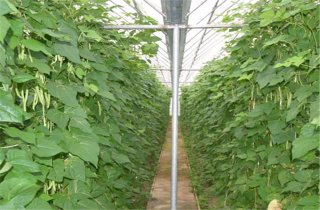 以山东成武县为例，大棚芸豆种植与管理技术，一起来瞧瞧吧！