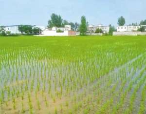 水稻种植面积(水稻稳定种植面积730万亩，年总产量75亿斤 信阳是袁老心中杂交稻种植第一市)