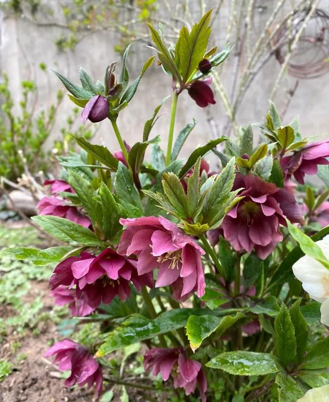 冬天养花要选“抗冻的”，这10种就不错，养得省心，开得漂亮！