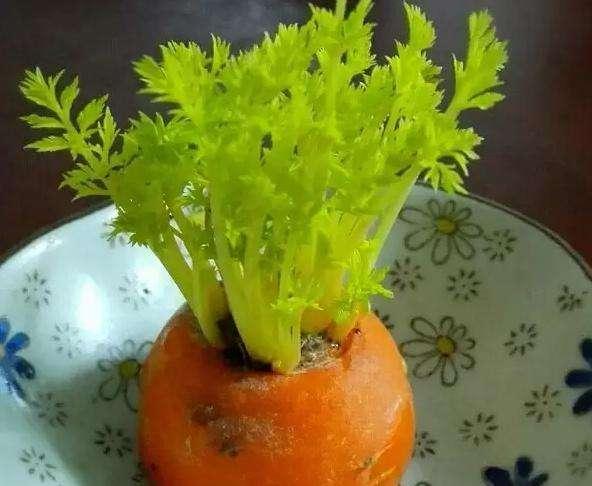吃剩下的“萝卜头”，放花盆里，几天就长成“萝卜盆栽”，好看