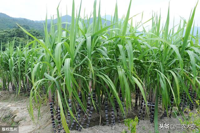 旱地甘蔗高产栽培技术，选对方法是关键，这些你必须知道