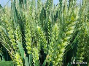 适合河南种植的小麦(这些小麦品种表现好，成为河南主推品种)