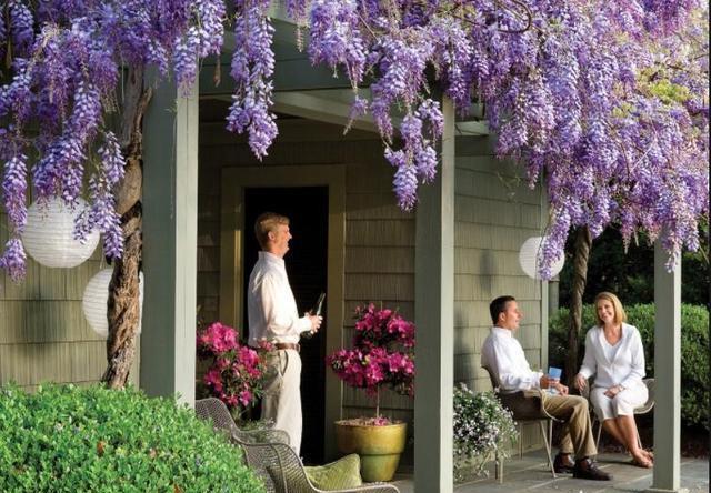 家有紫藤花，开花好幸福，春天这么养，开花一百年