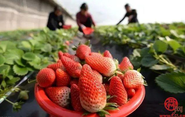 历城草莓又厉害了！济南泉心正培育开“芯”局的种苗