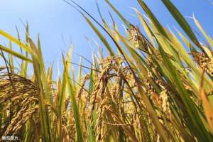 绿色无公害水稻种植(绿色无公害水稻高产栽培技术，保障水稻优质增产，值得一看)