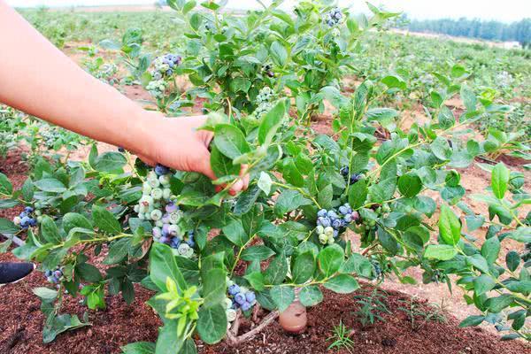 产量不足万斤，收益近30万元，汝州的小蓝莓变“致富果”！