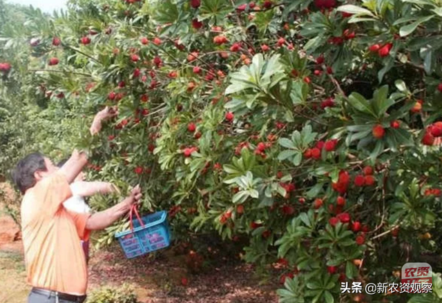 「干货收藏」杨梅树的种植技术和栽培管理要点