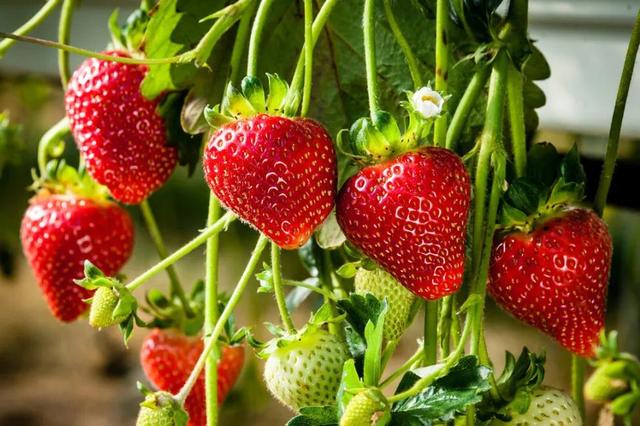 草莓生长需要什么条件？光、温、水、土缺一不可