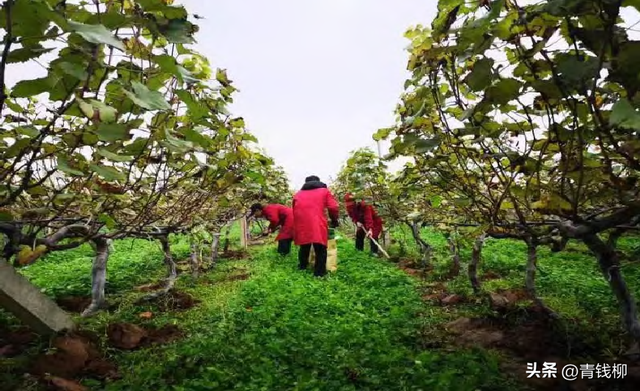 探析西安鄠邑区阳光玫瑰葡萄高效栽培技术