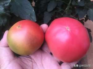 家庭如何种植西红柿(好吃的番茄买不到，那就自己种吧，掌握这些技术，番茄真香)