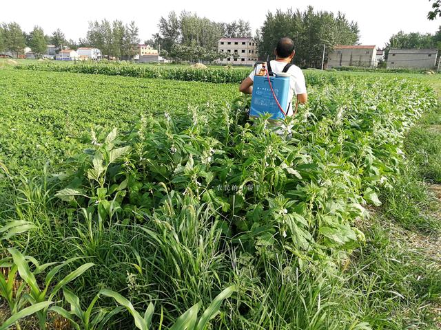 种植芝麻，7-8月是青枯病高发期，农民朋友该如何预防和防治？