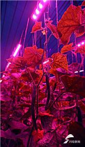 寿光农民种菜用上“高科技” Led灯光种植增产30%