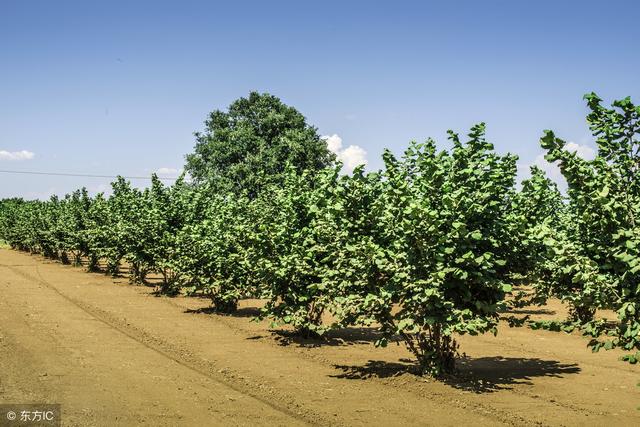 榛子作为四大干果之一，如何种植？榛子高产需要什么条件？