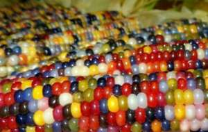 彩色玉米种植(农民种植彩色玉米，亩产值近万元，年赚二十多万)
