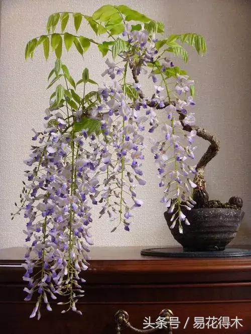 紫藤盆景的鉴赏以及栽培养护