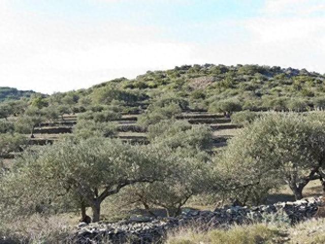 十三世纪埃及如何从西班牙引入橄榄种植技术
