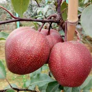 早酥红梨种植(专家细谈，十年以上红香酥梨树栽培技术要点，这4点很关键)