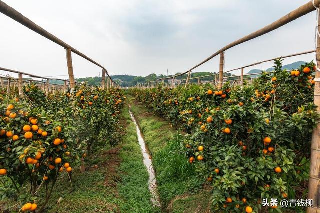 如何在内江市柑橘园实现大豆高效栽培？技术及建议详解