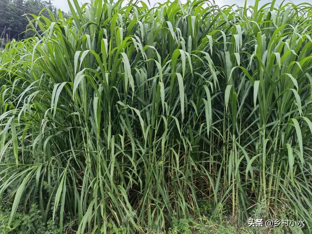 亩产30吨，种植一次可以收割8年，优质牧草“甜象草”如何栽培？