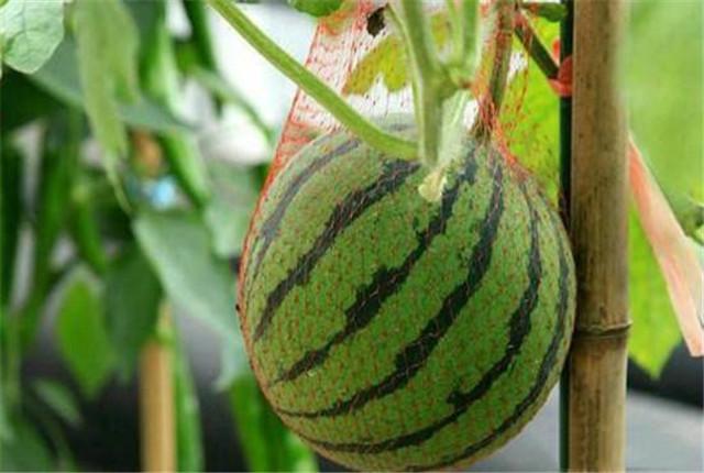 不用土就能种西瓜，西瓜的无土种植技术介绍，提质增量的好方法