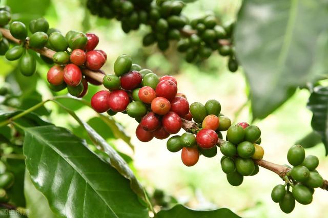 咖啡栽培技术方法，有需要的可以过来看看，值得收藏