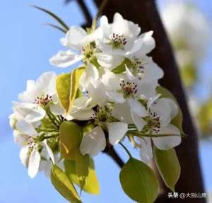 梨树的种植与管理(梨树的生长习性、品种及种植技术介绍)