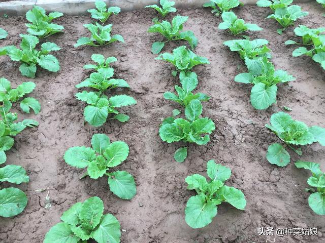 大白菜移栽，掌握这些关键技术，根系恢复生长快，栽苗活得好好的