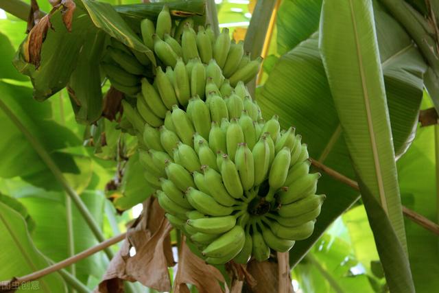 香蕉的种植