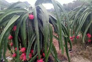 广西火龙果种植品种(全国最大的火龙果产区——广西教你火龙果栽培6大要诀)