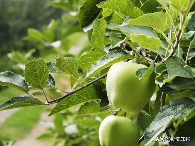 新农知识——果树栽培管理措施及种植技术，要点分析
