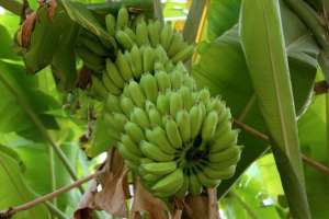 香蕉种植网(香蕉的种植)