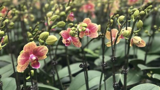 沪上最大蝴蝶兰种植基地春节前迎来销售旺季，年产量达80万株