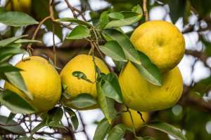 柚子种植果树种植管理(要种出别人看了就想买的柚子，选择一个好品种以外，还要这样管理)
