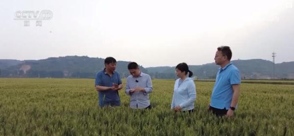 在希望的田野上丨河南郑州：防干热风增粒重 确保220万亩小麦丰收