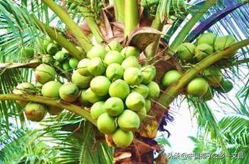 文椰系列：矮种椰子，三年结果，产量高