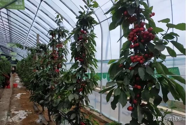 “立柱形”大樱桃高密度优质丰产栽培技术