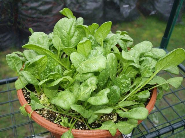 在大花盆里也能种出不断收获的菠菜，春暖后就可以种了