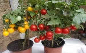 圣女果盆栽种植方法(盆栽西红柿，必要的“小技巧”，硕果累累，吃都吃不完)