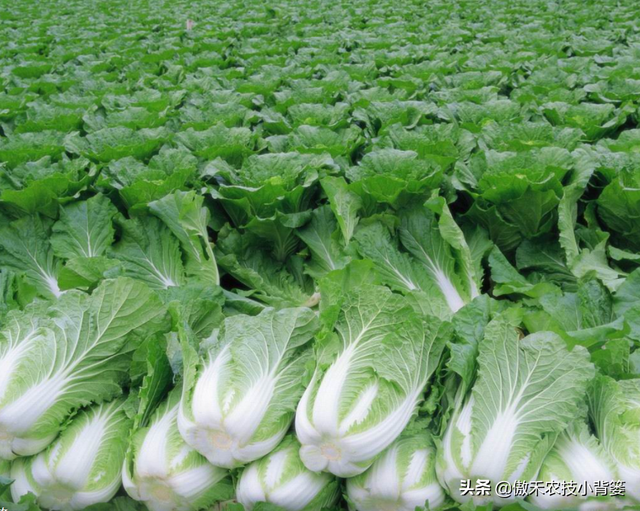 8月中旬大白菜播种正当时，这样种植大白菜才能高产又丰收