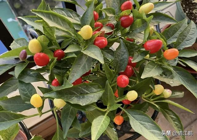 彩椒营养价值高，种植有“钱景”，怎么种植才能高产