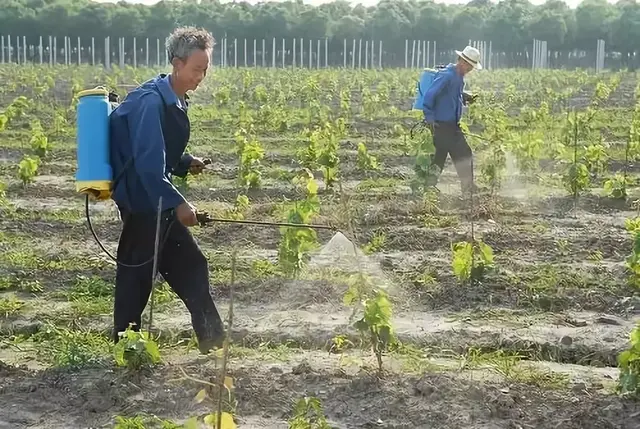 葡萄栽植第一年关键管理技术