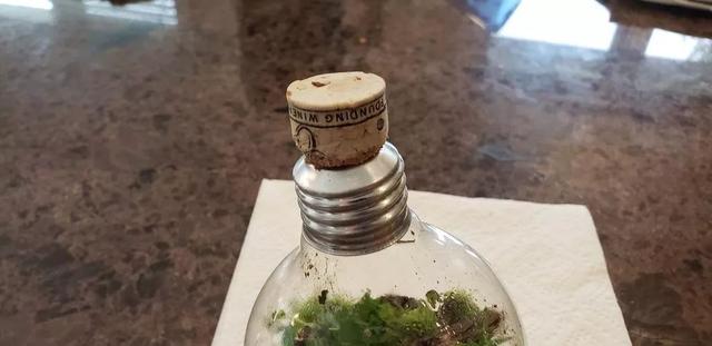 在灯泡里用苔藓布置植物景观，园艺新手也能做好