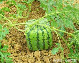 方形西瓜是怎么种植的(方形西瓜怎么种？)