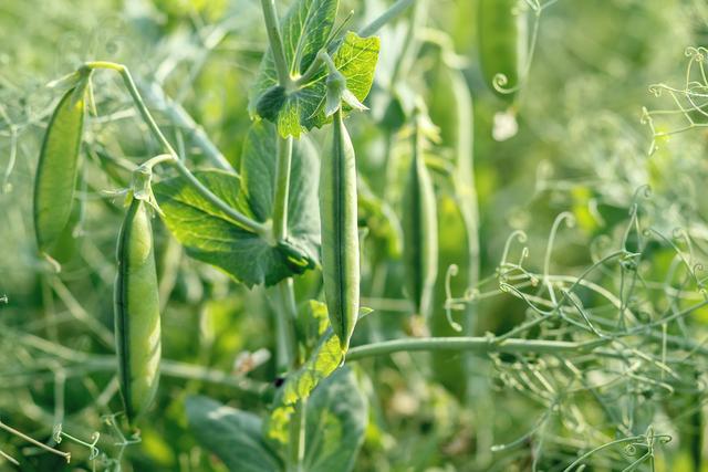长寿仁甜脆豌豆高产栽培技术​，种植中常见问题，及解决措施！
