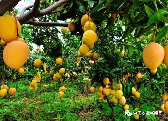 要想加入种植芒果的行业，这几点要素你必须要记得，果农看过来
