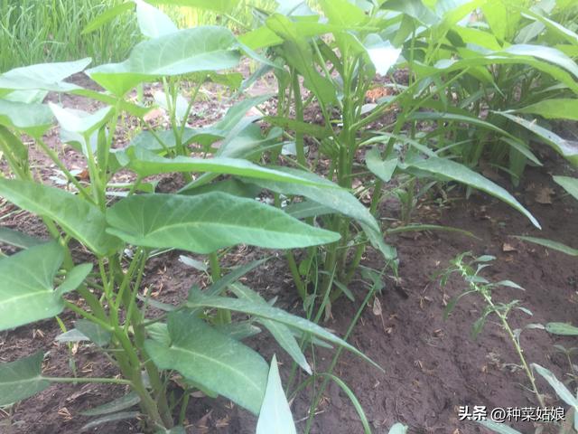 空心菜怎么种长得好，怎么浇水，怎么施肥，播种后好出苗吗？