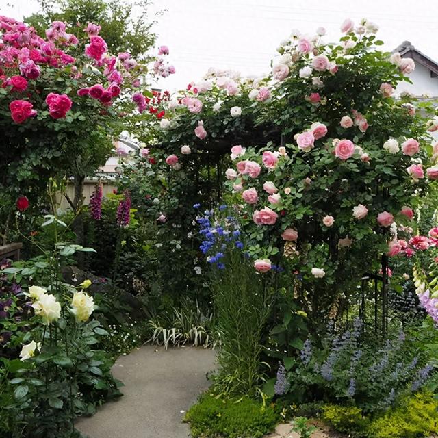 9种“硬气花”，能在北方造花园，呼呼开花一百年